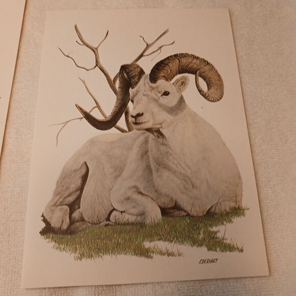 1980 American Wildlife Greeting 8 Cards From Current Vintage w Envelopes & Box - Picture 8 of 16